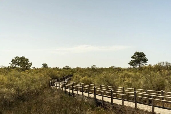 A wooden boardwalk in a natural setting with sparse vegetation and trees in the background.