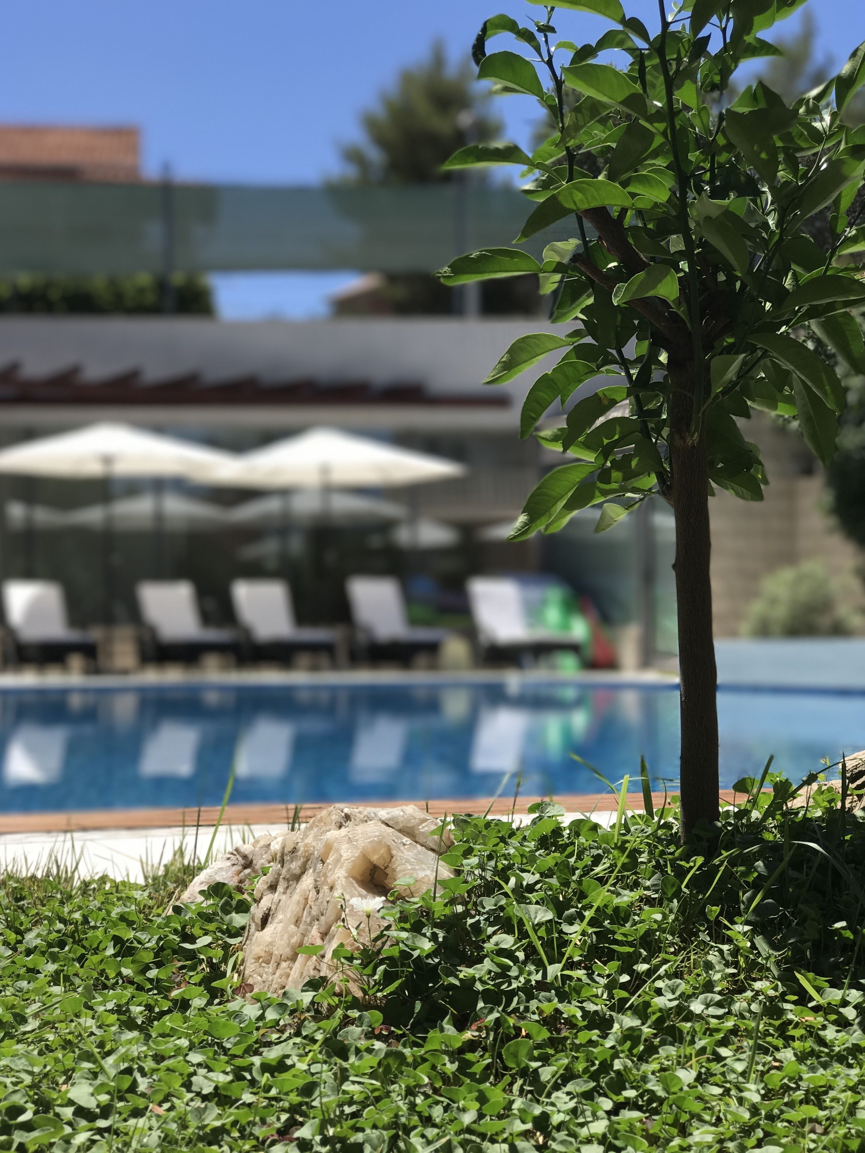 A pool area with lounge chairs and umbrellas, surrounded by greenery and a small tree.