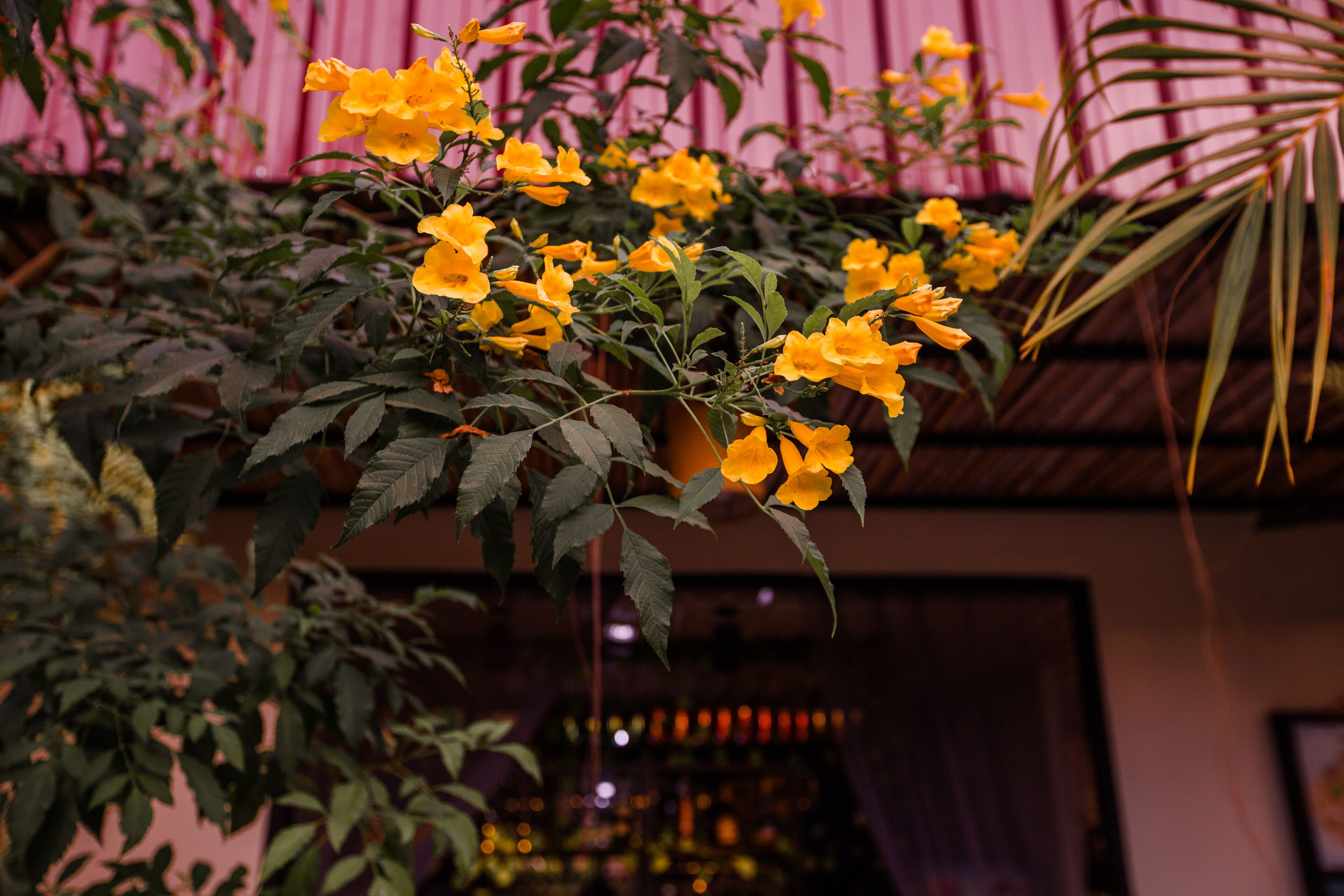 Una planta en maceta con flores amarillas en una habitación con pared rosa y techo de madera.