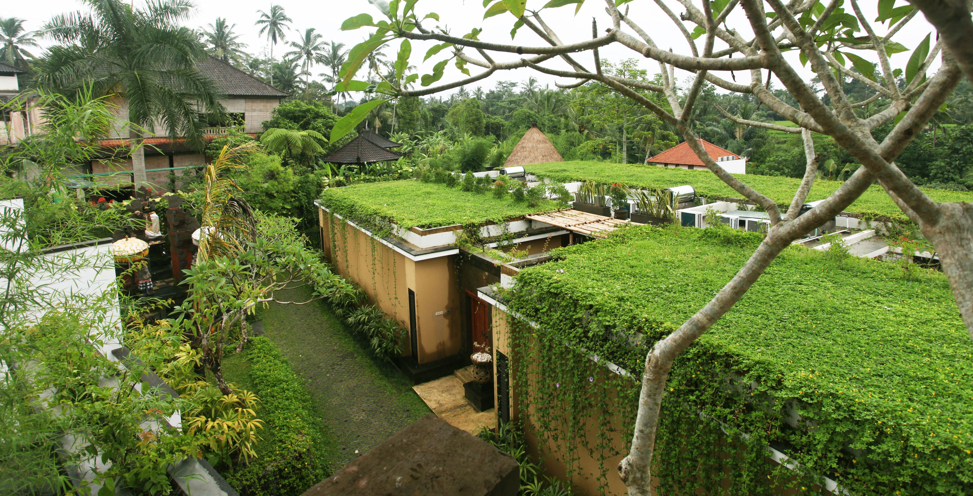 A lush garden with a thatched-roof structure, a small pond, and a variety of plants.
