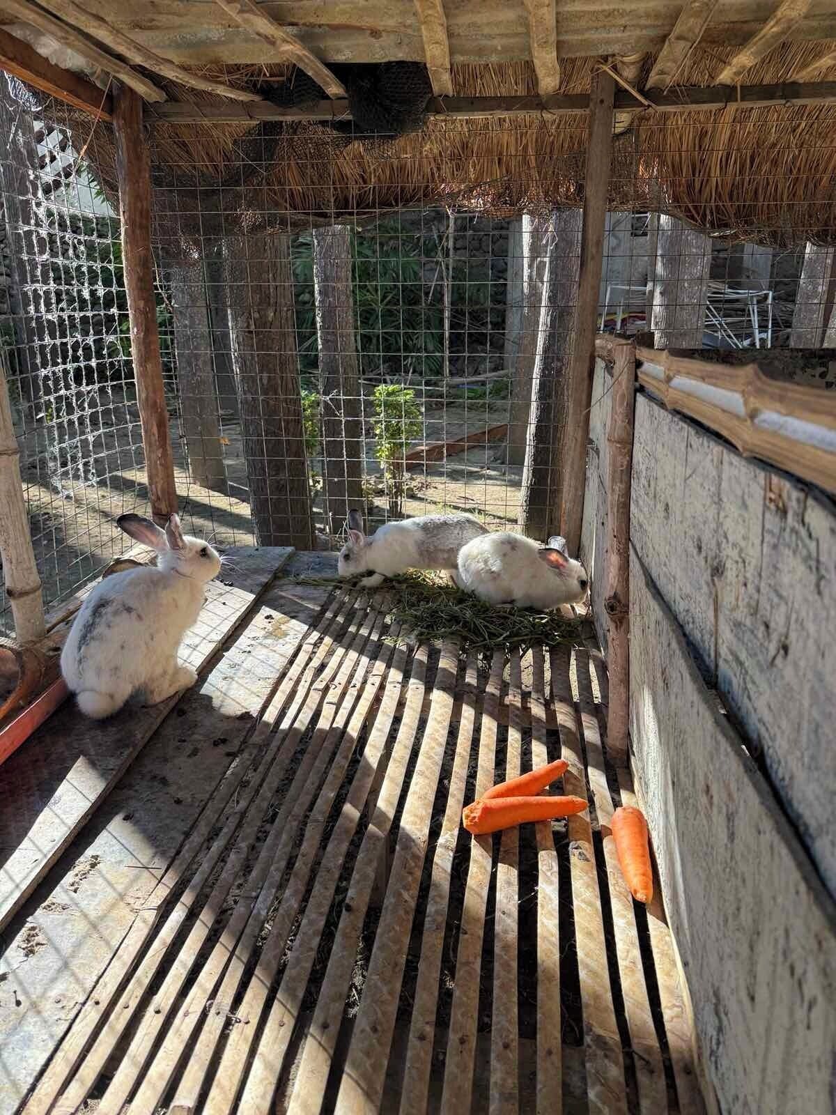 A wooden rabbit enclosure with a thatched roof, wire mesh, and a wooden floor.