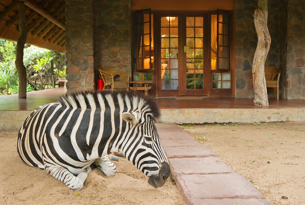 Ein Zebra liegt vor einem Steinhaus mit einer Holzveranda und einem großen Fenster.