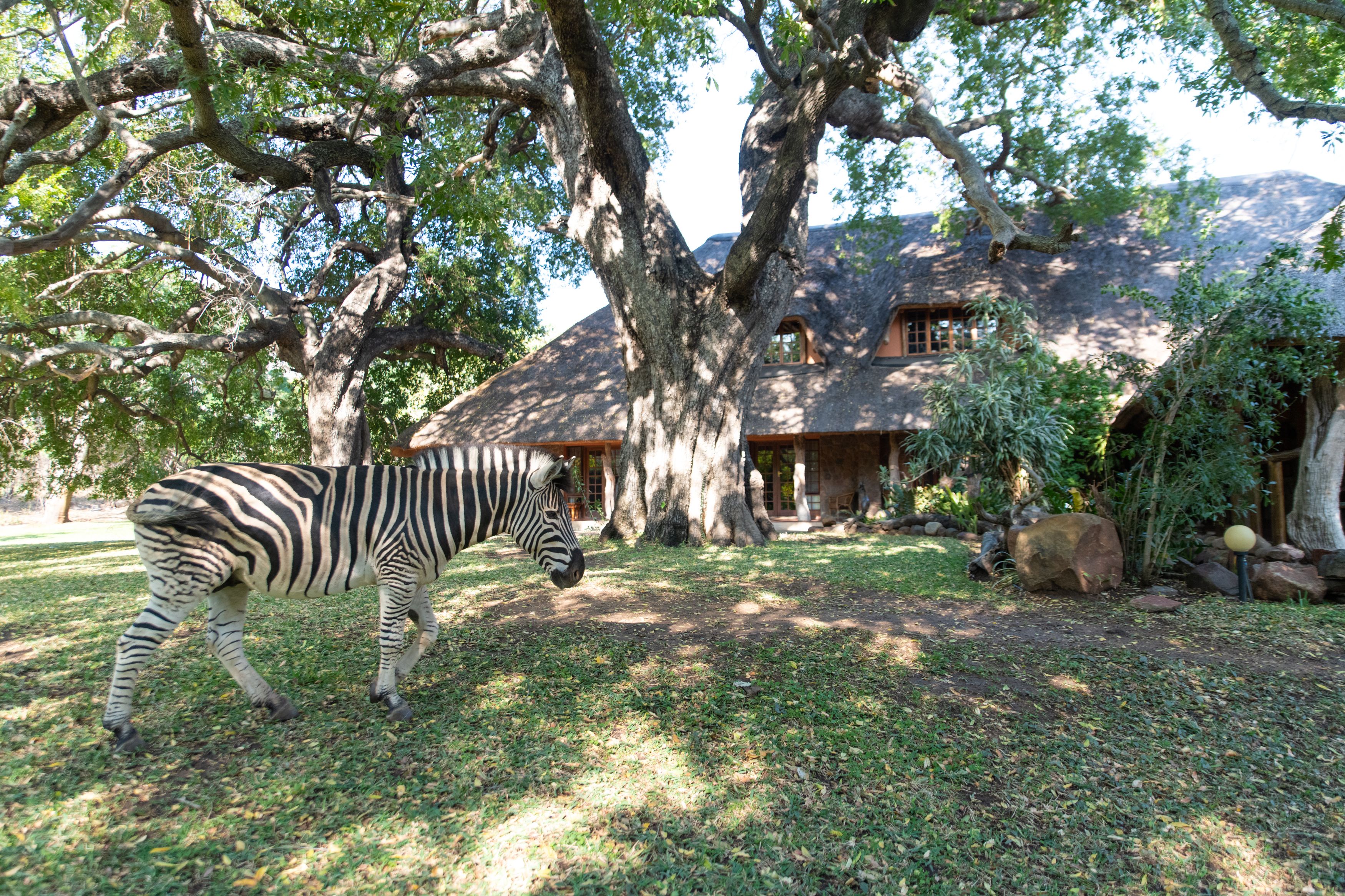 A zebra in a grassy area with a large tree and a house with a thatched roof.
