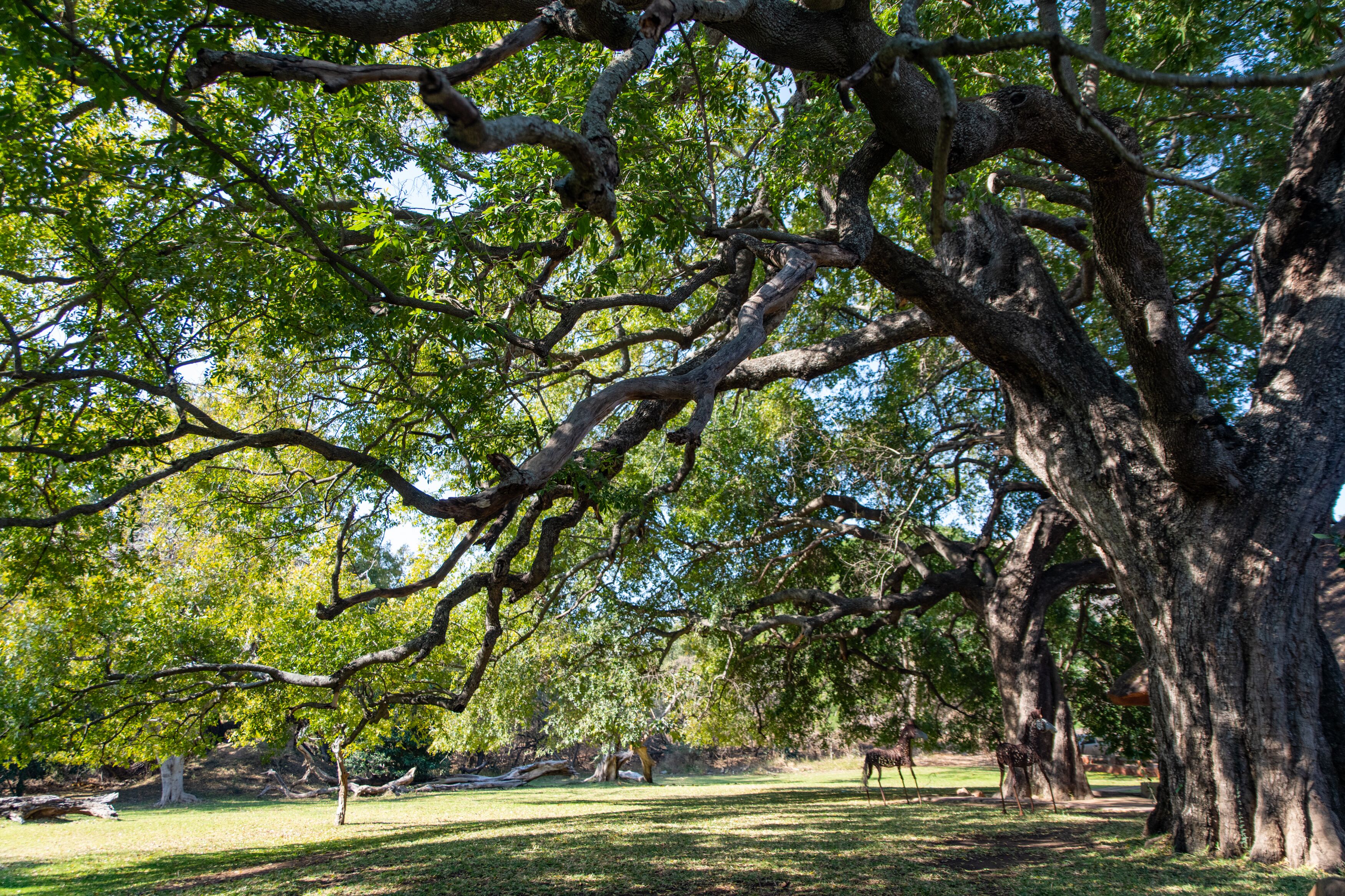 A park with large trees and a grassy area.
