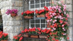 A stone building with a wrought iron gate, potted plants with red and pink flowers, and a large potted plant with red flowers. - Des Alpes (Castione della Presolana)
