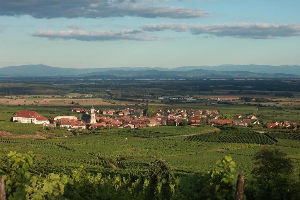 A vineyard with rows of grapevines and a small town with buildings and a church in the background.