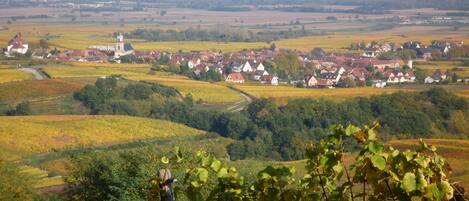 A rural landscape with a village, vineyards, and a church.