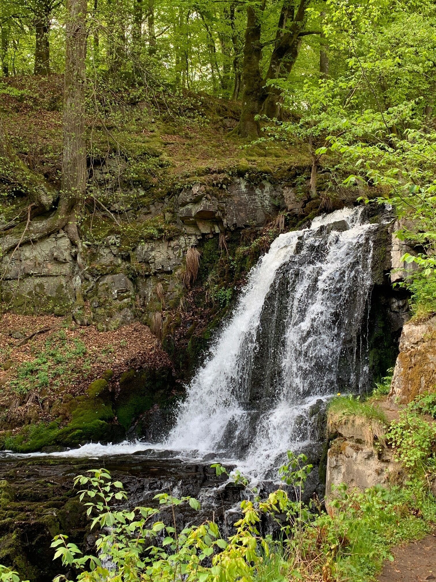 A waterfall in a forested area with rocky terrain and dense greenery.