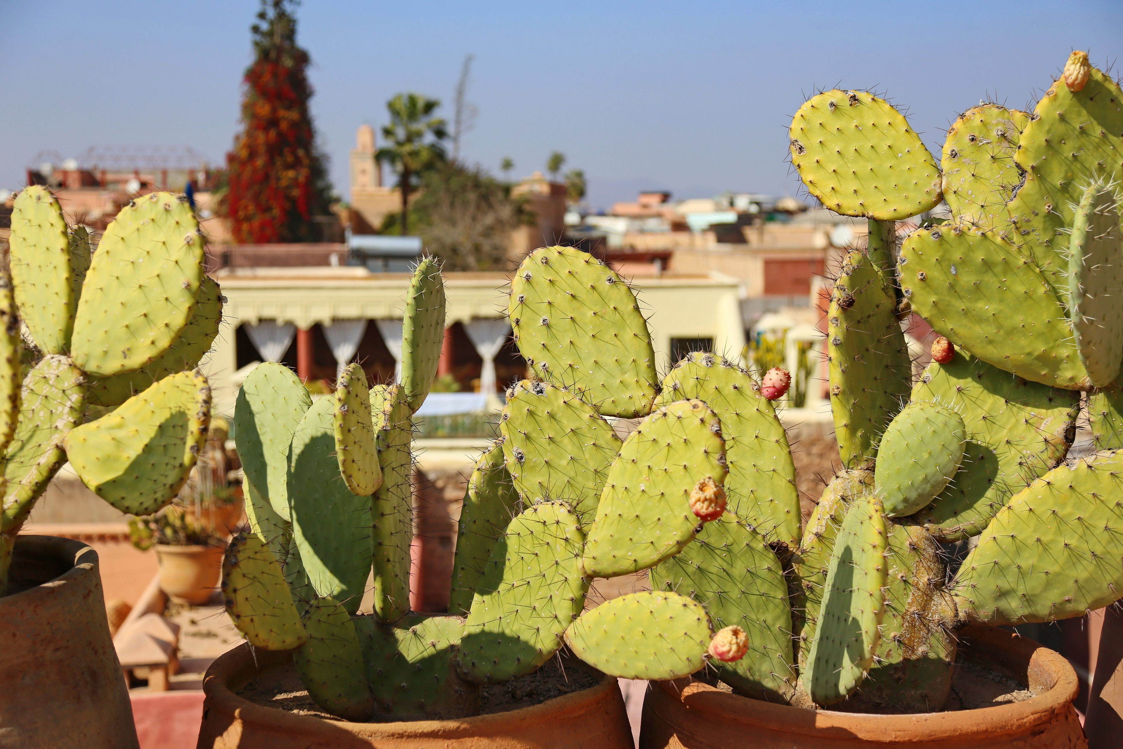 Foto - Riad Marrakiss