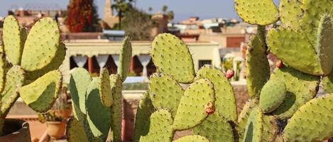 A cactus plant in a terracotta pot.