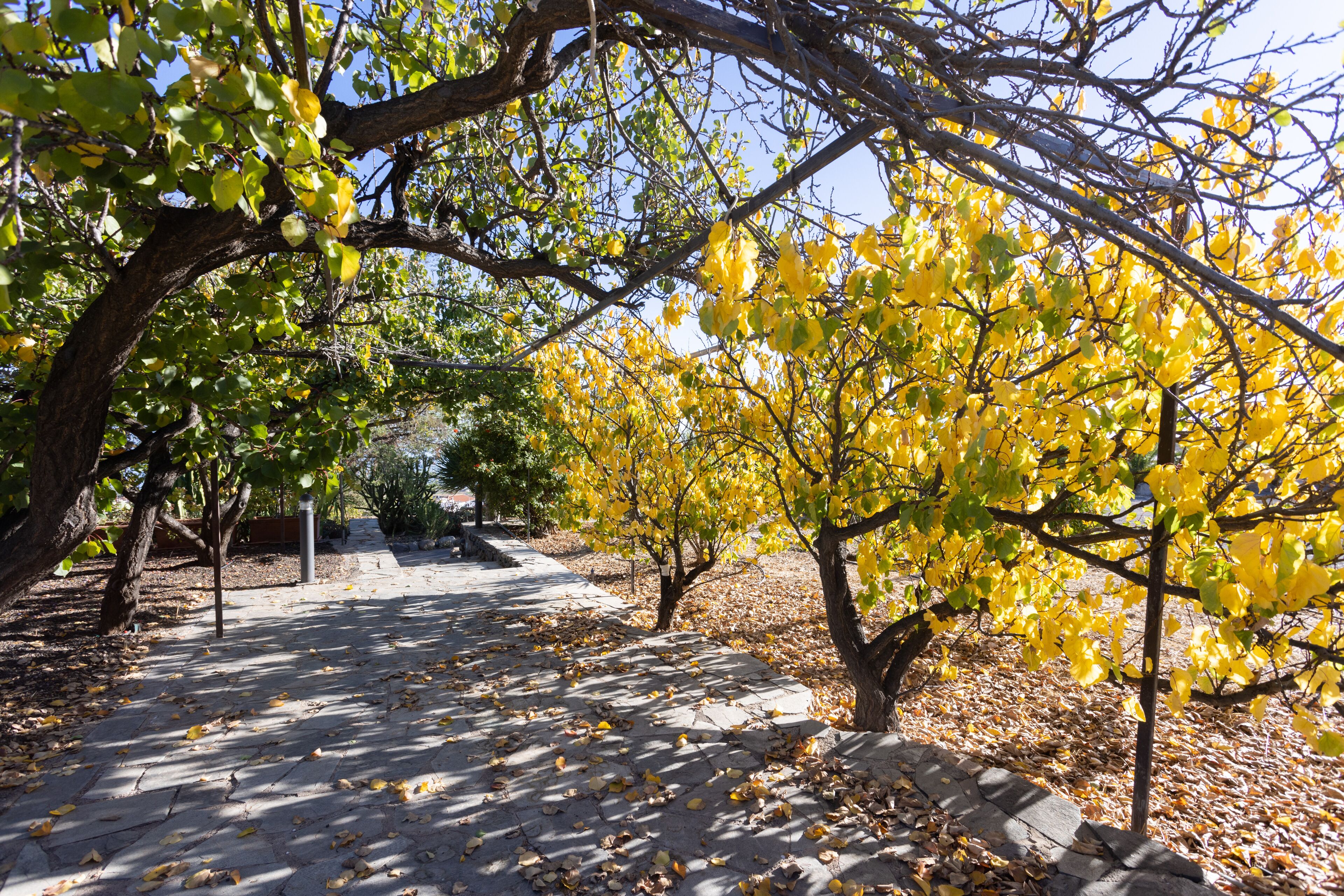 Un sendero pavimentado flanqueado por árboles con hojas amarillas, evocando un parque.