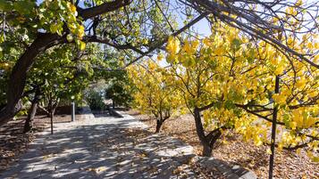 Un chemin pavé, bordé d’arbres aux feuilles jaunes, évoquant un parc.