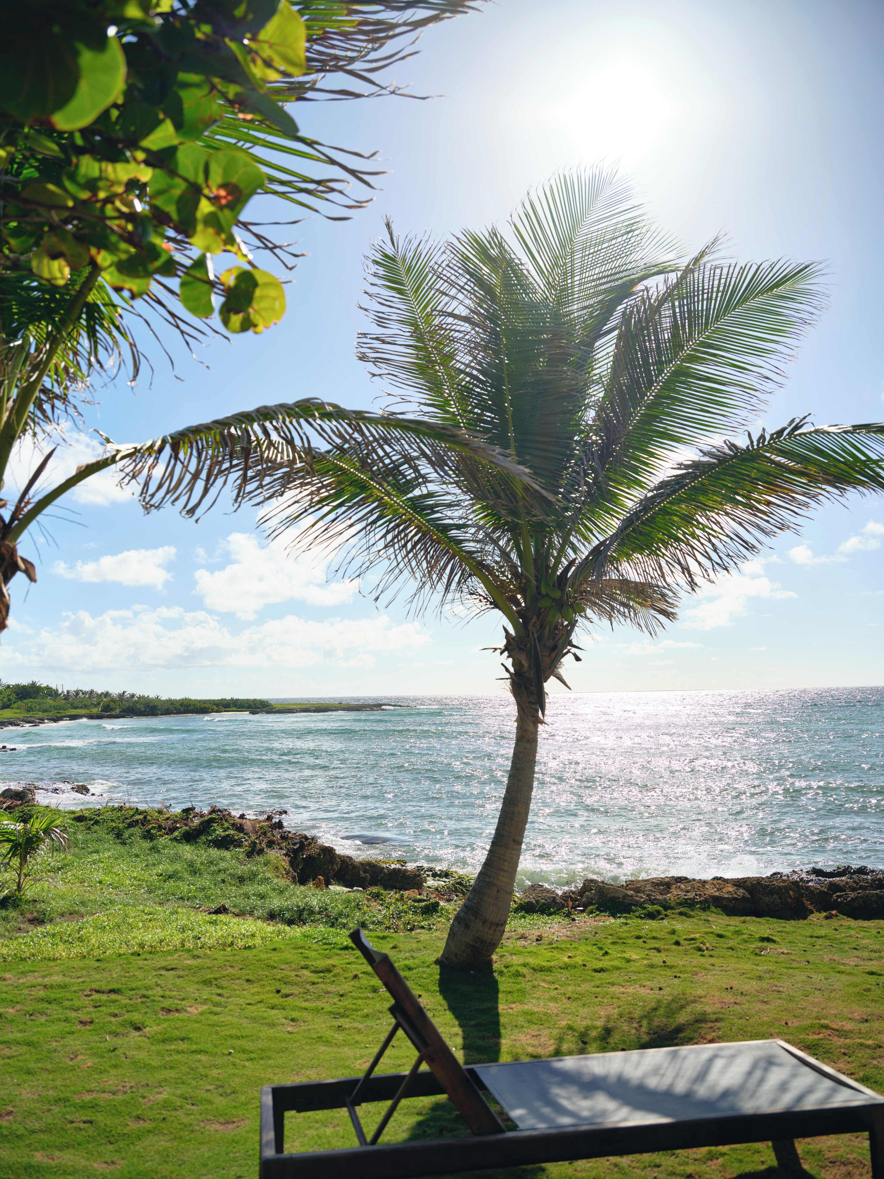 A palm tree by the ocean with a beach chair in the foreground.