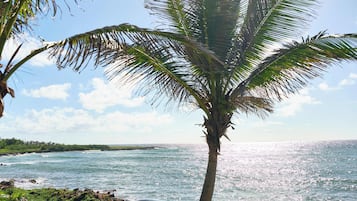 A palm tree by the ocean with a beach chair in the foreground.