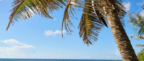A bench overlooking a grassy area with a view of the ocean and a palm tree.