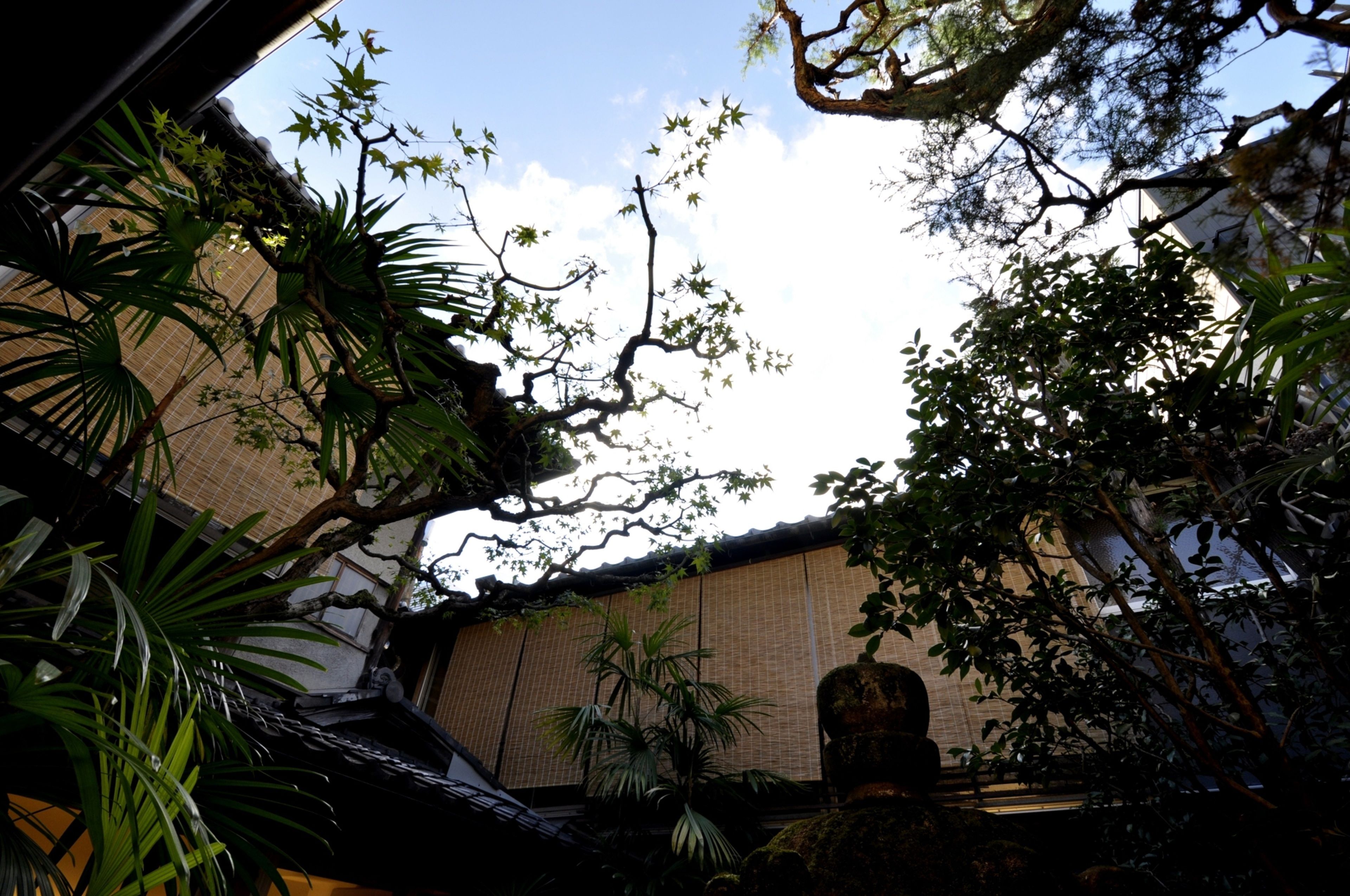 A traditional Japanese garden with a bamboo fence, a stone lantern, and various plants.