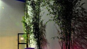 Tres plantas en macetas con jardineras iluminadas en un jardín.