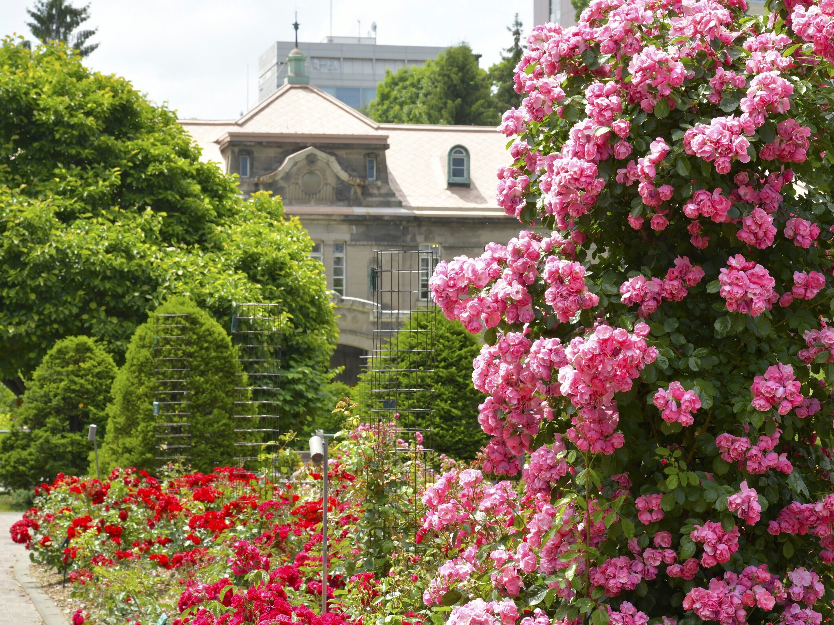 A garden with pink and red roses, a building with a dome roof, and a metal fence.