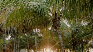 A garden with palm trees and flowering plants.