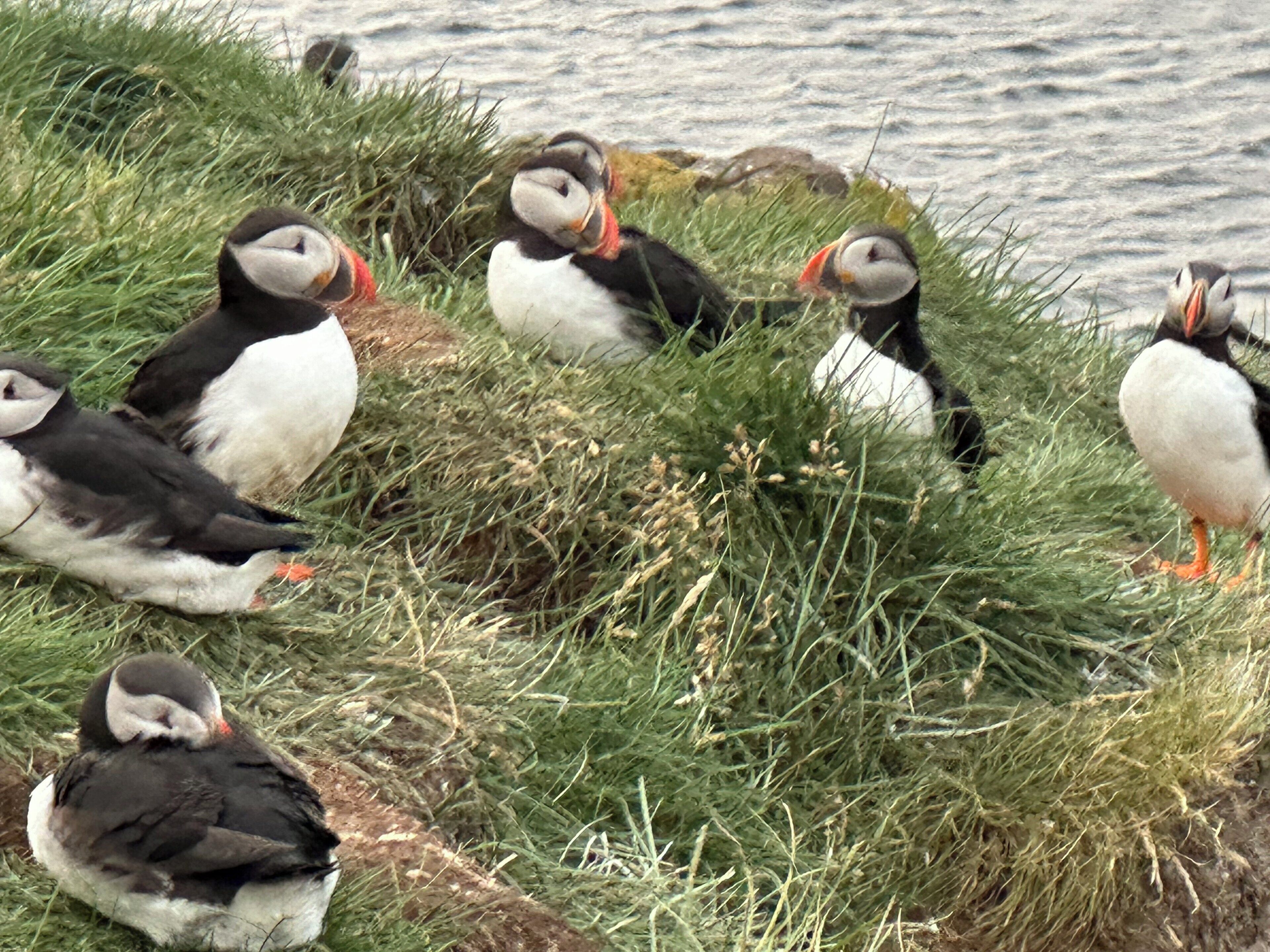 Een groep pinguïns op een grasheuvel aan het water.