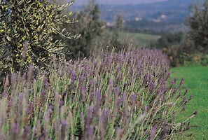 Exterior detail - Podere il Pino (Poggibonsi)