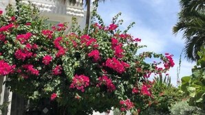 Une cour agrémentée d’un palmier, de bougainvilliers roses et d’un bâtiment blanc doté de balcons.