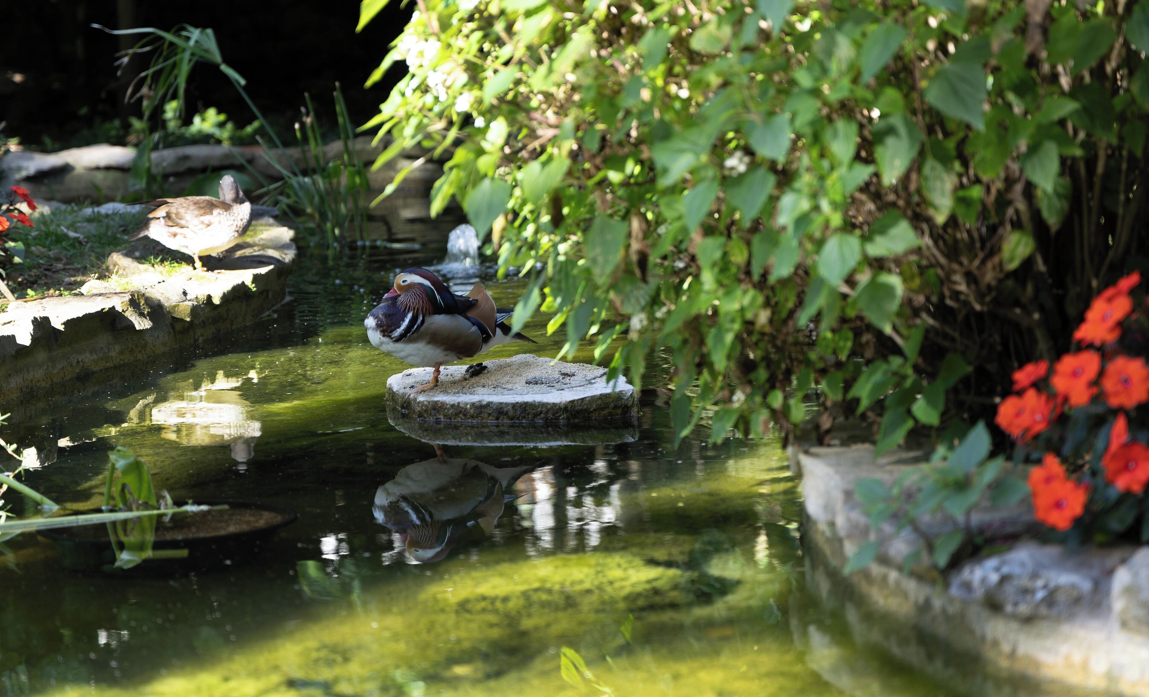 A bird on a rock in a pond surrounded by greenery.