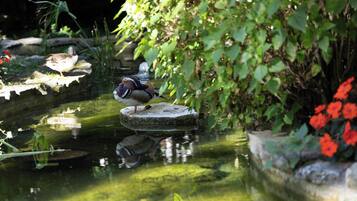 A bird on a rock in a pond surrounded by greenery.