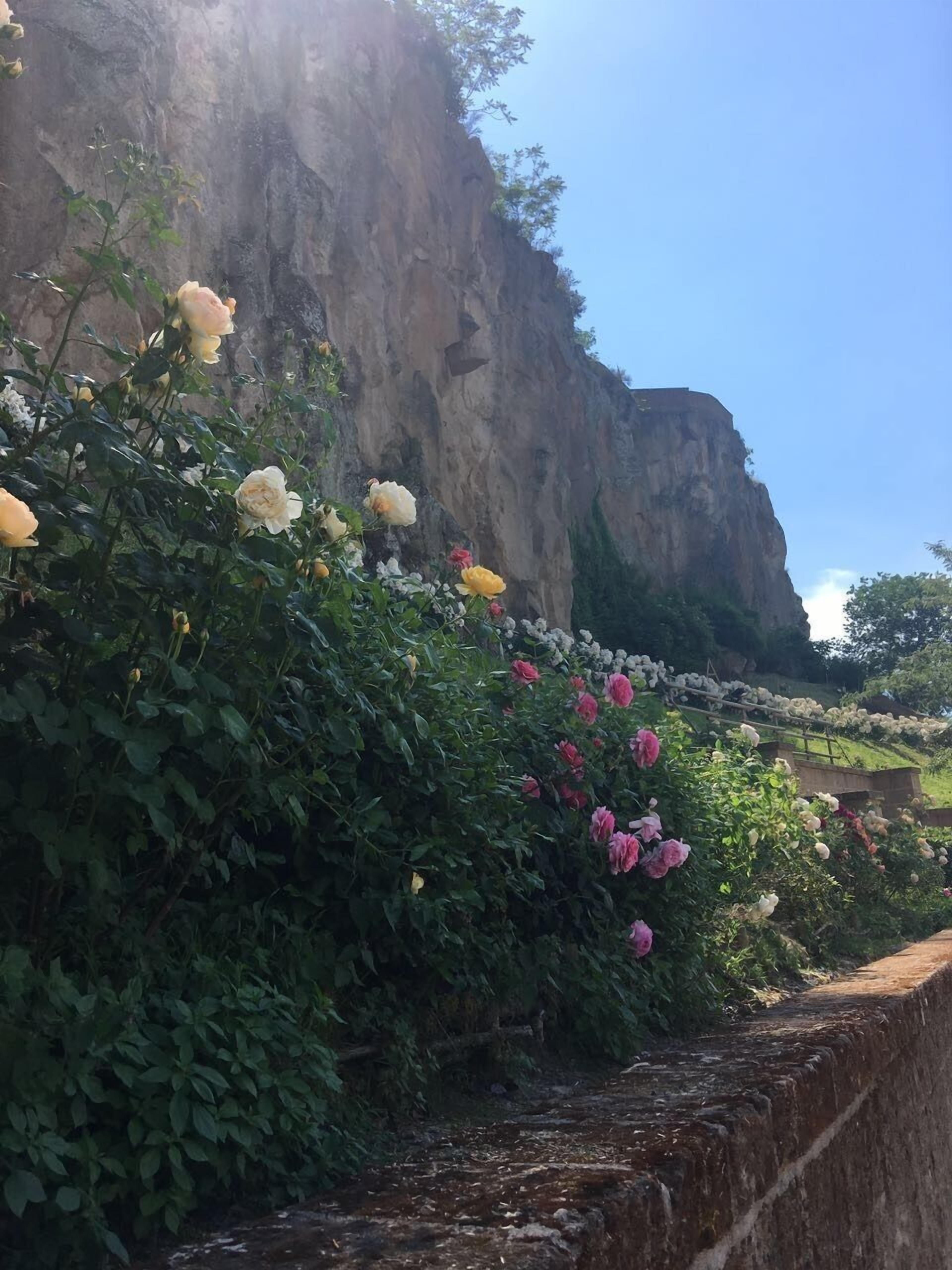 Ein Garten mit Rosen und einer Steinmauer vor einer felsigen Klippe.