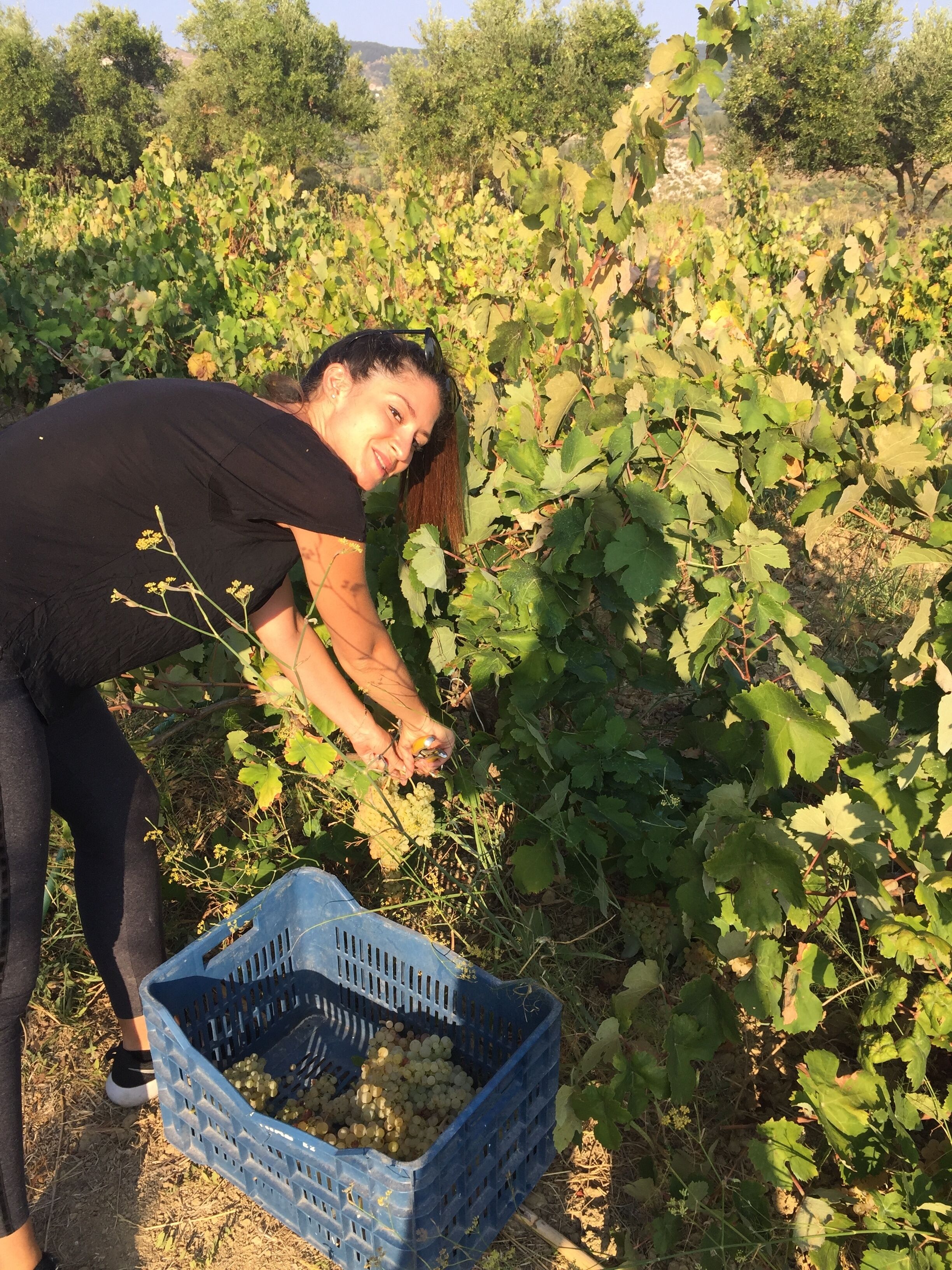 Eine Person erntet Trauben in einem Weinberg.