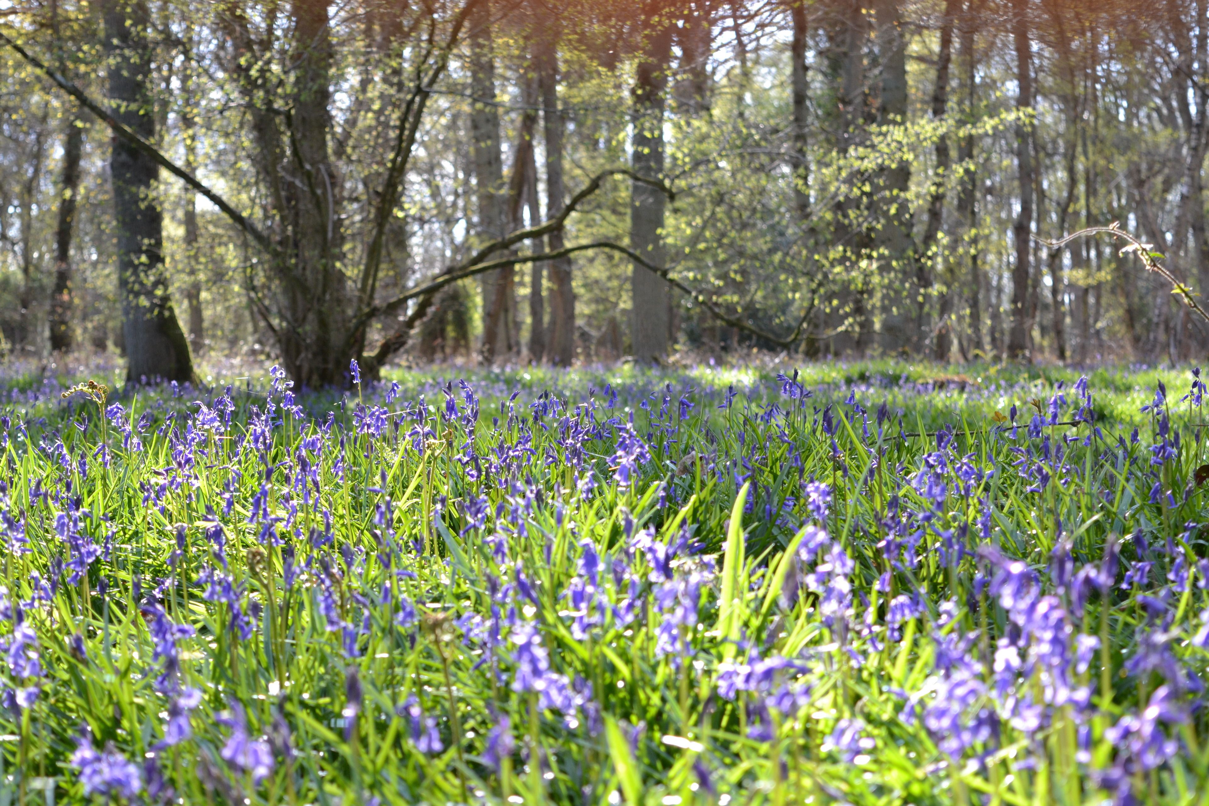 Photo - The Kingsley at Eversley