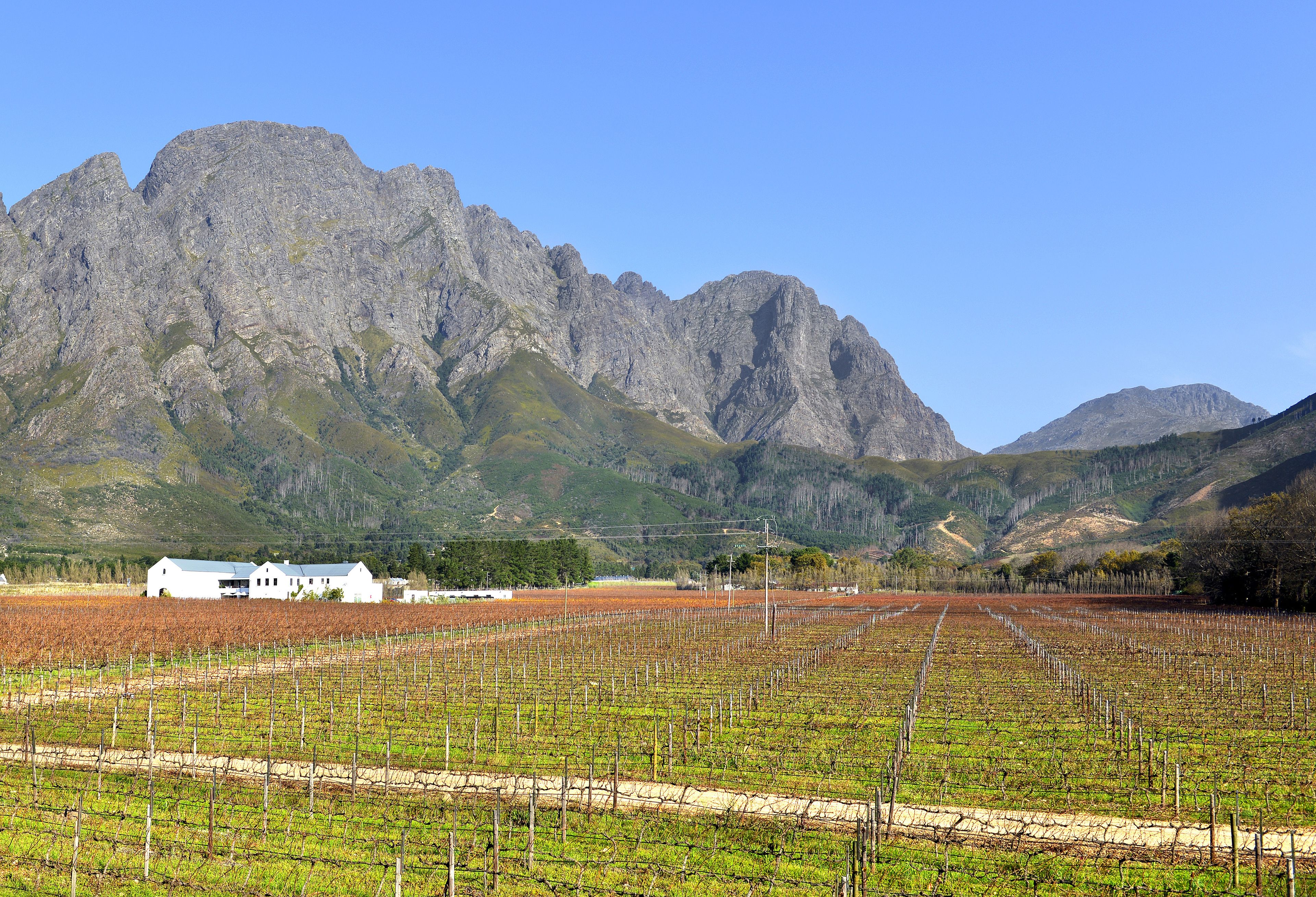 Un vignoble avec des rangées de vignes et un bâtiment blanc en premier plan.