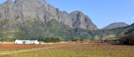Un vignoble avec des rangées de vignes et un bâtiment blanc en premier plan.