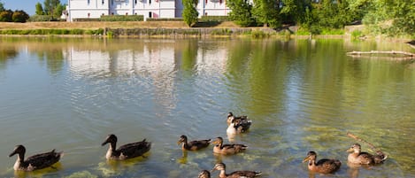 A group of ducks swimming in a clear pond with a building in the background.