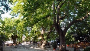 An outdoor seating area with stone flooring and trees providing shade. Tables and chairs are arranged for dining. - Filoxenia (Volos)