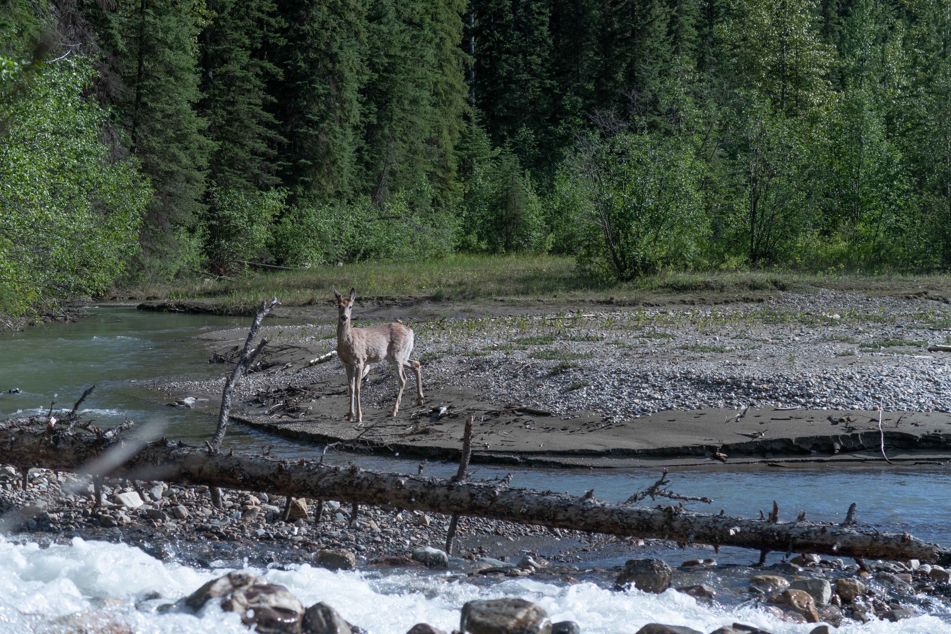 Une rive de rivière où un cerf se tient sur le bord.