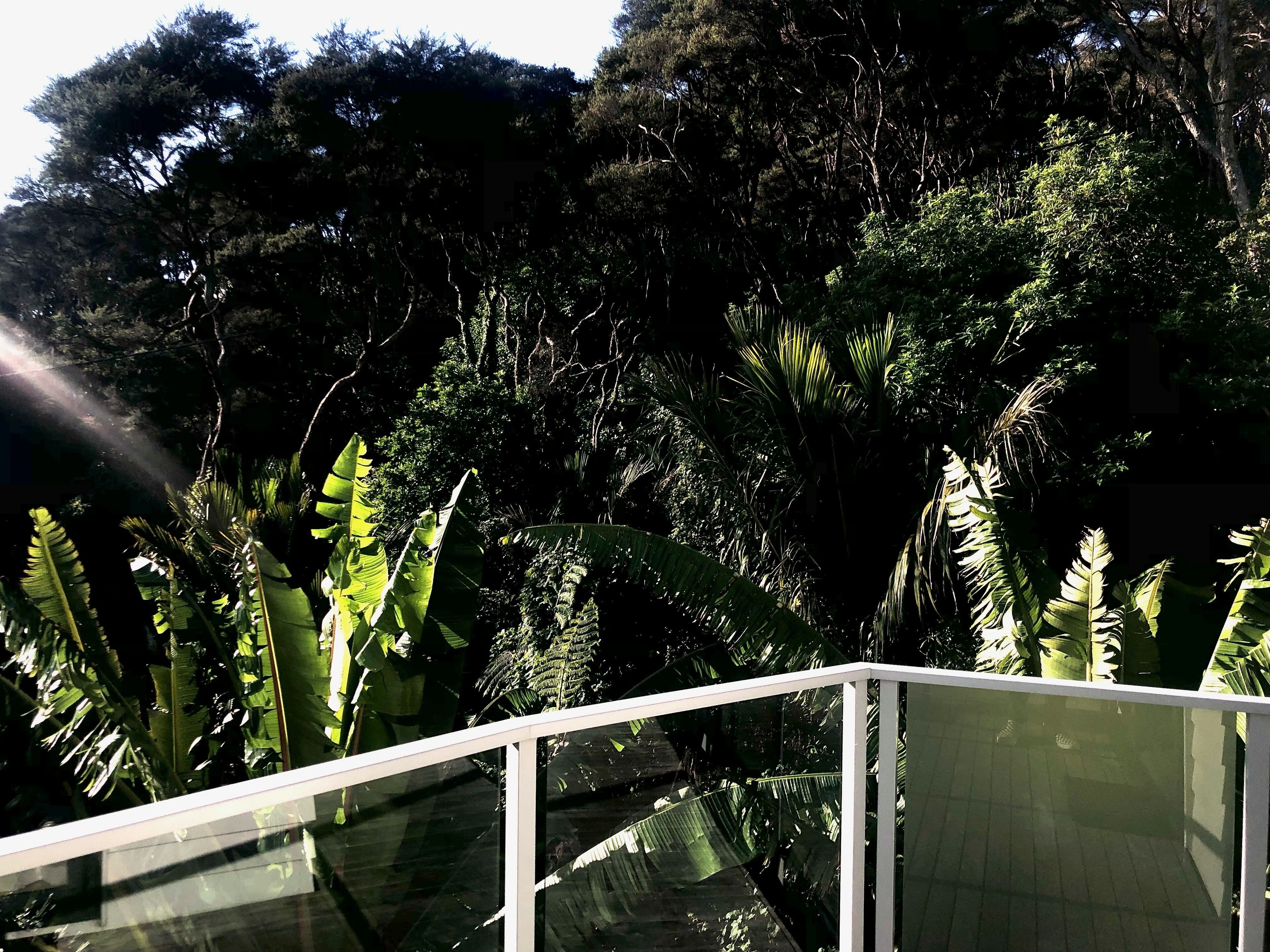 A glass railing overlooking a lush garden with various tropical plants.