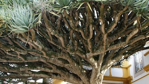 Un grand arbre aux branches épaisses et au feuillage verdoyant, situé dans une cour.