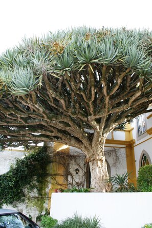 Exterior - Casa do Castelo (Peniche)