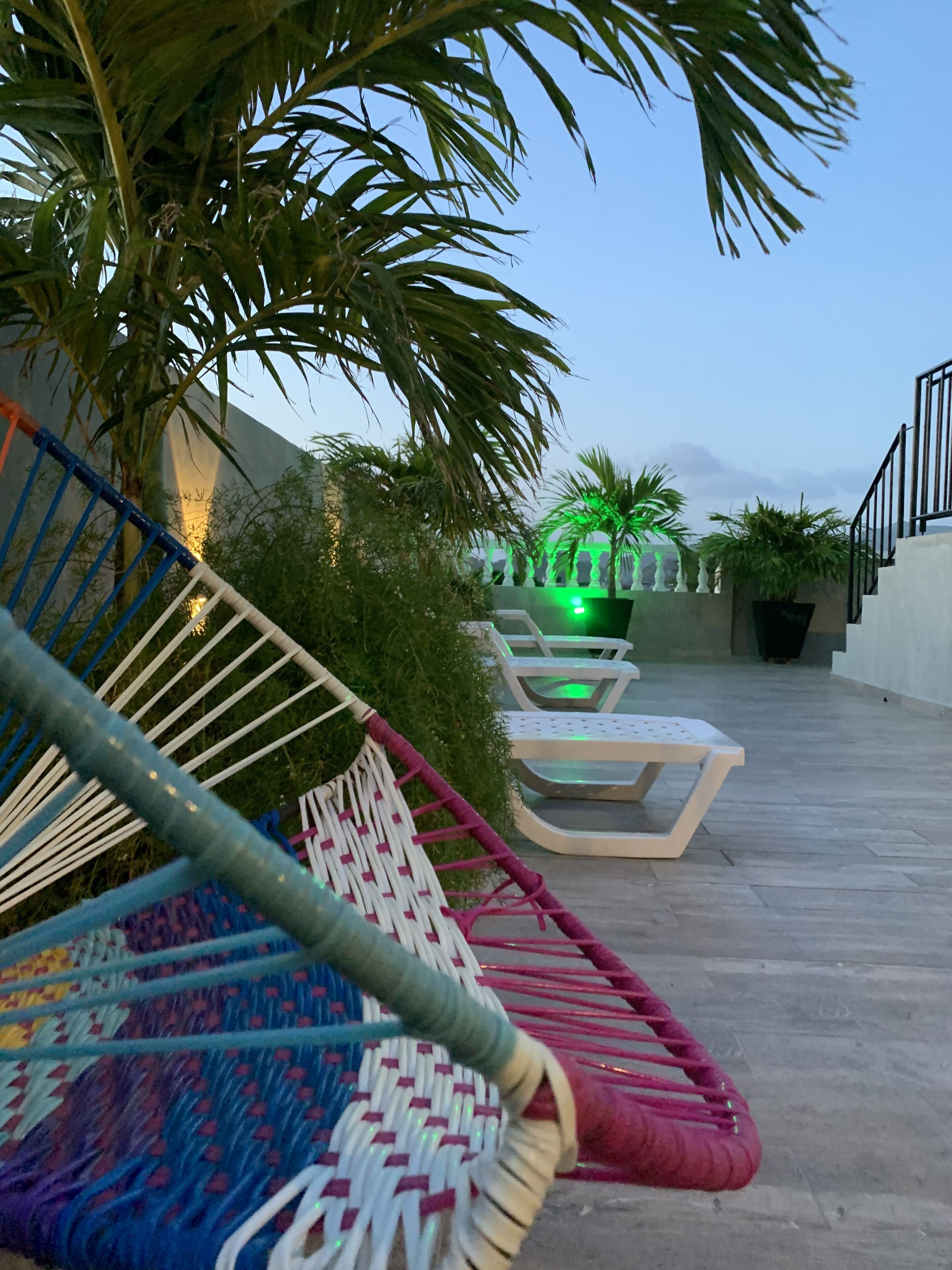 A rooftop lounge area with lounge chairs and a palm tree.
