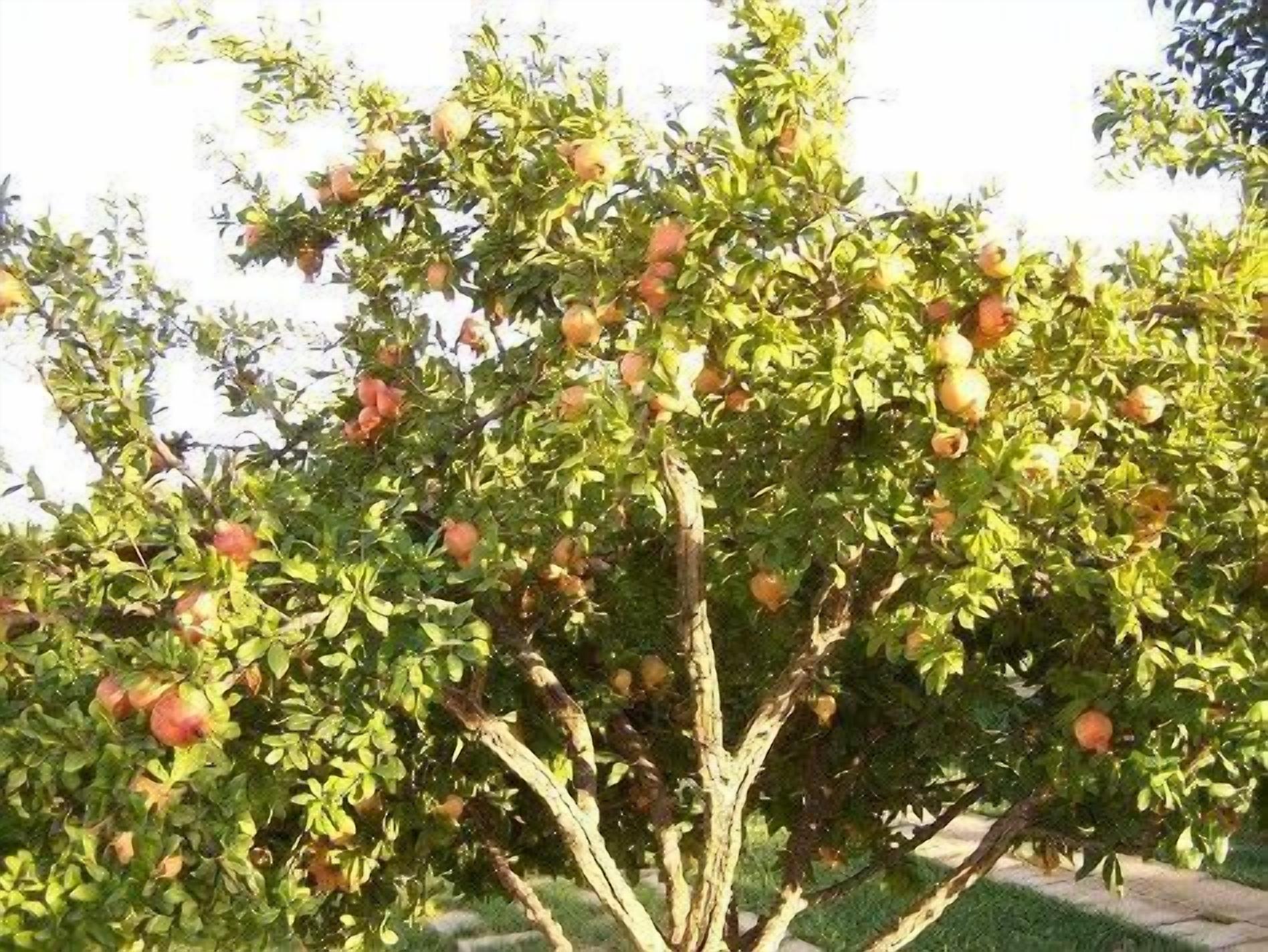 Un arbre abondamment chargé de fruits, vraisemblablement des pommes, dans un jardin.