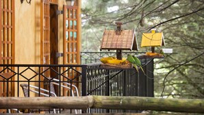 A birdhouse on a railing, a wooden building with windows, and a tree in the background. - Pousada La Toscana (Campos do Jordão)
