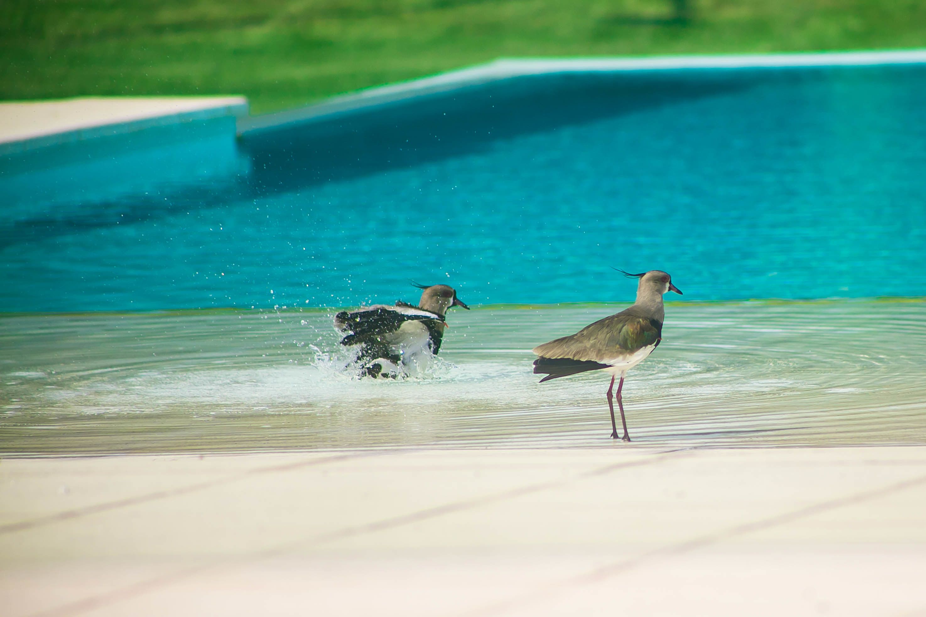 Two birds in shallow water near a pool with a green background.