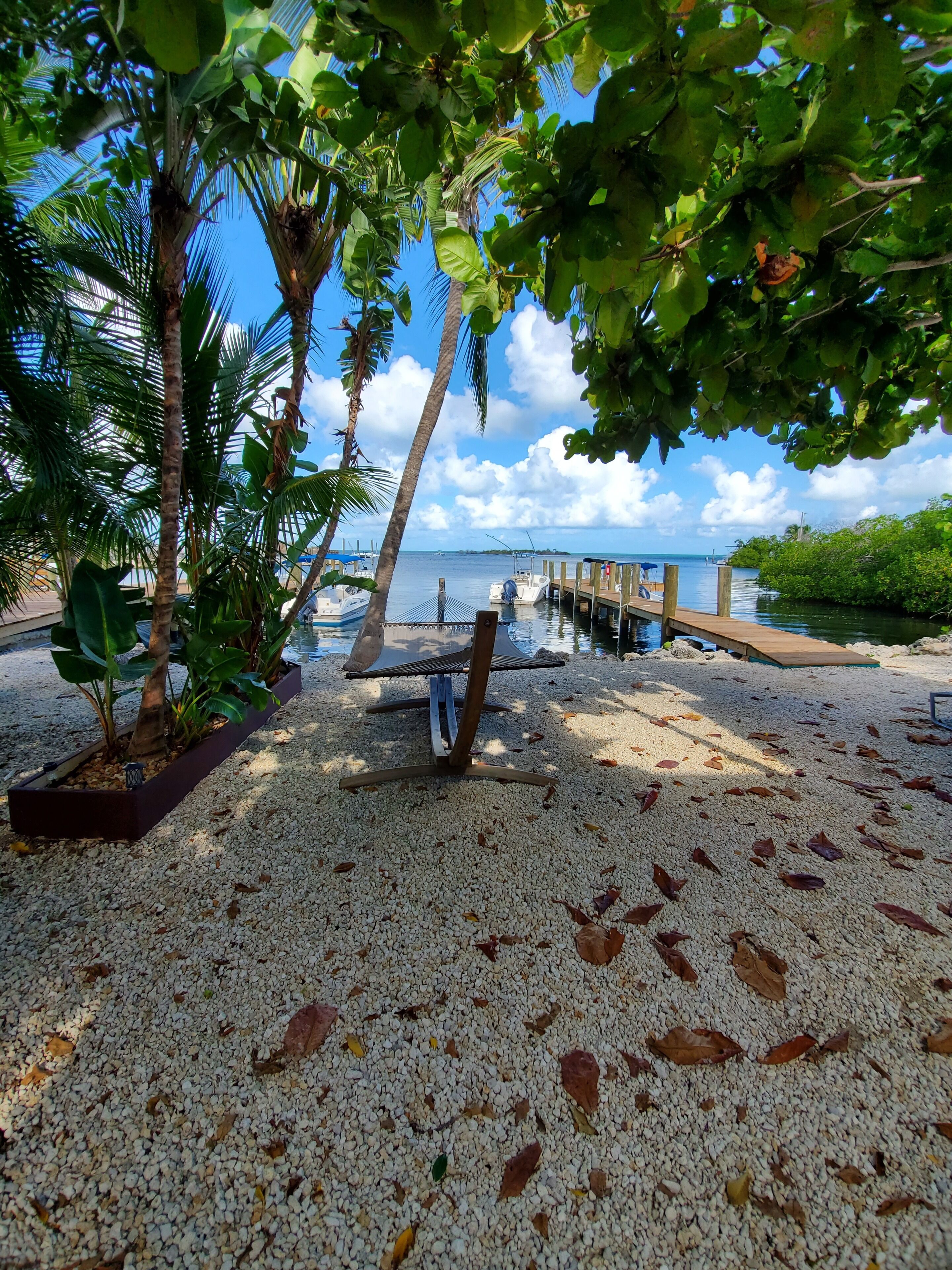 A beach with pebbles, palm trees, and a wooden dock extending into the water.
