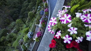 Un jardín con diversas flores y un sendero.