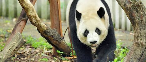 Un panda caminando por un recinto zoológico con estructuras de madera y follaje.