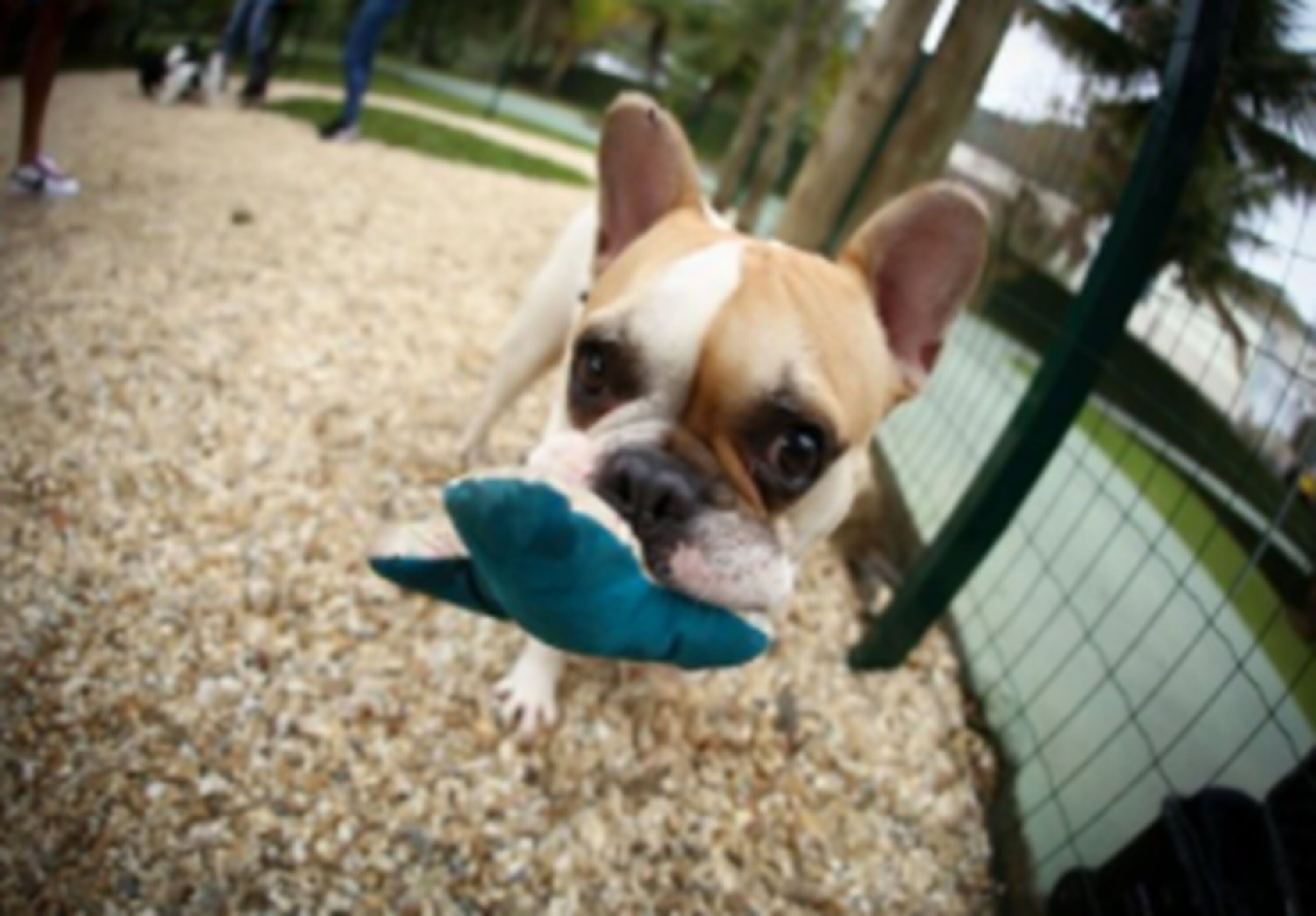 pet-friendly amenities