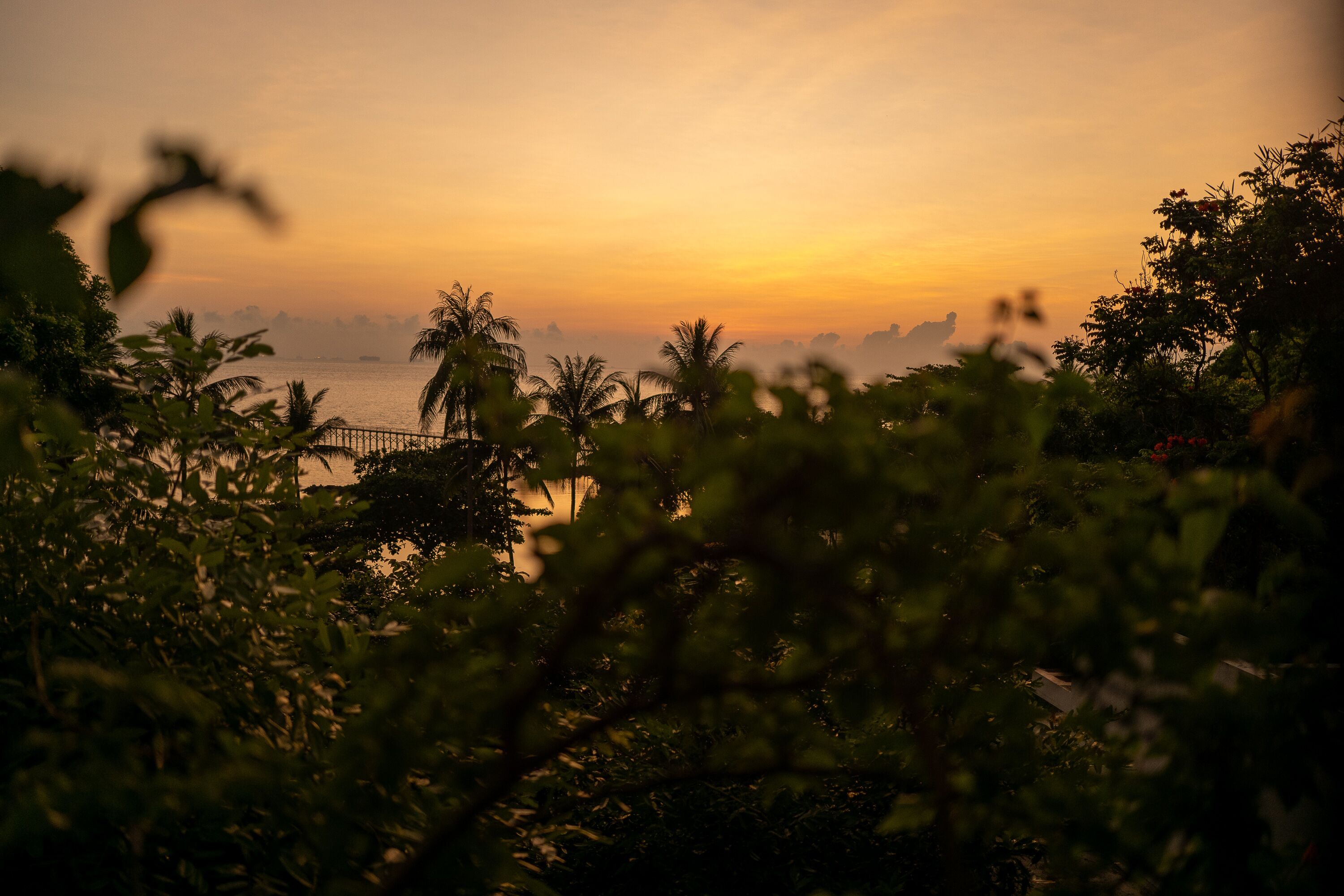 A coastal view with palm trees and a sunset.