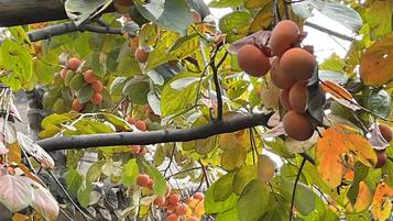 Habitación doble Prestigio, en el área del patio | Terraza o patio