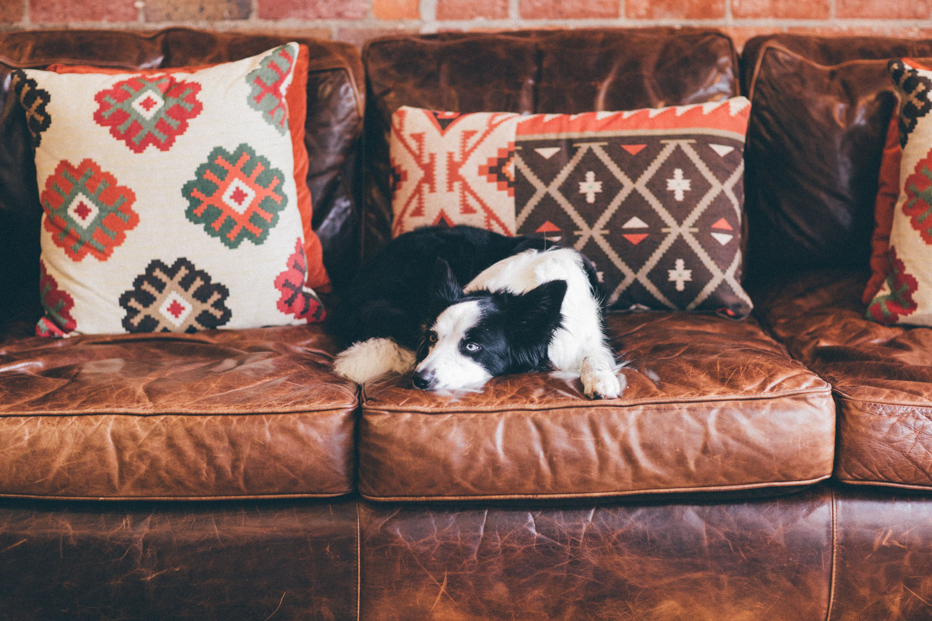 A brown leather sofa with a black and white dog lying on it, surrounded by patterned throw pillows.